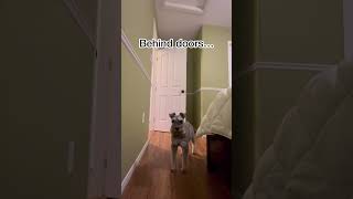 Dog plays hide and seek by ChumpieTheDog 2,591 views 5 months ago 1 minute, 10 seconds