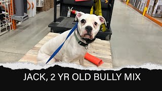 JACK | 2 YEAR OLD BULLY MIX | OFF LEASH E-COLLAR TRAINING |RELIABLE OBEDIENCE by Off Leash K9 Training Columbus 54 views 3 weeks ago 5 minutes, 10 seconds