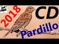 Canto del Pardillo CD 2018 | Chant linotte 2018