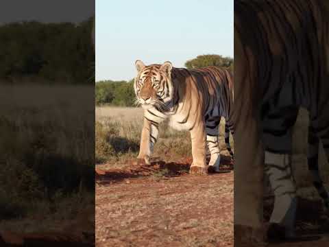 Intimidating Stare Of A Tiger Tiger Nature Wildlife Animallover 