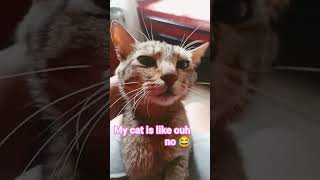 #cute #catworlds #commentbelow