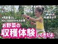 【一時帰国中】ひいおばあちゃんの畑で収穫体験！夏野菜たくさん！