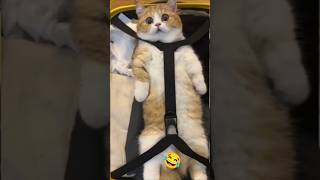 Cute & Funny Cat Videos 0275