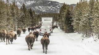 How Amazon Delivers to Customers in Yellowstone National Park During the Winter