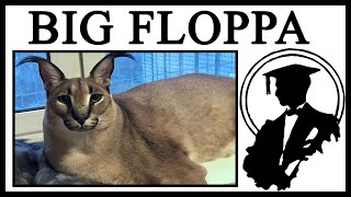 The Story Behind BIG FLOPPA, The Cutest Caracal