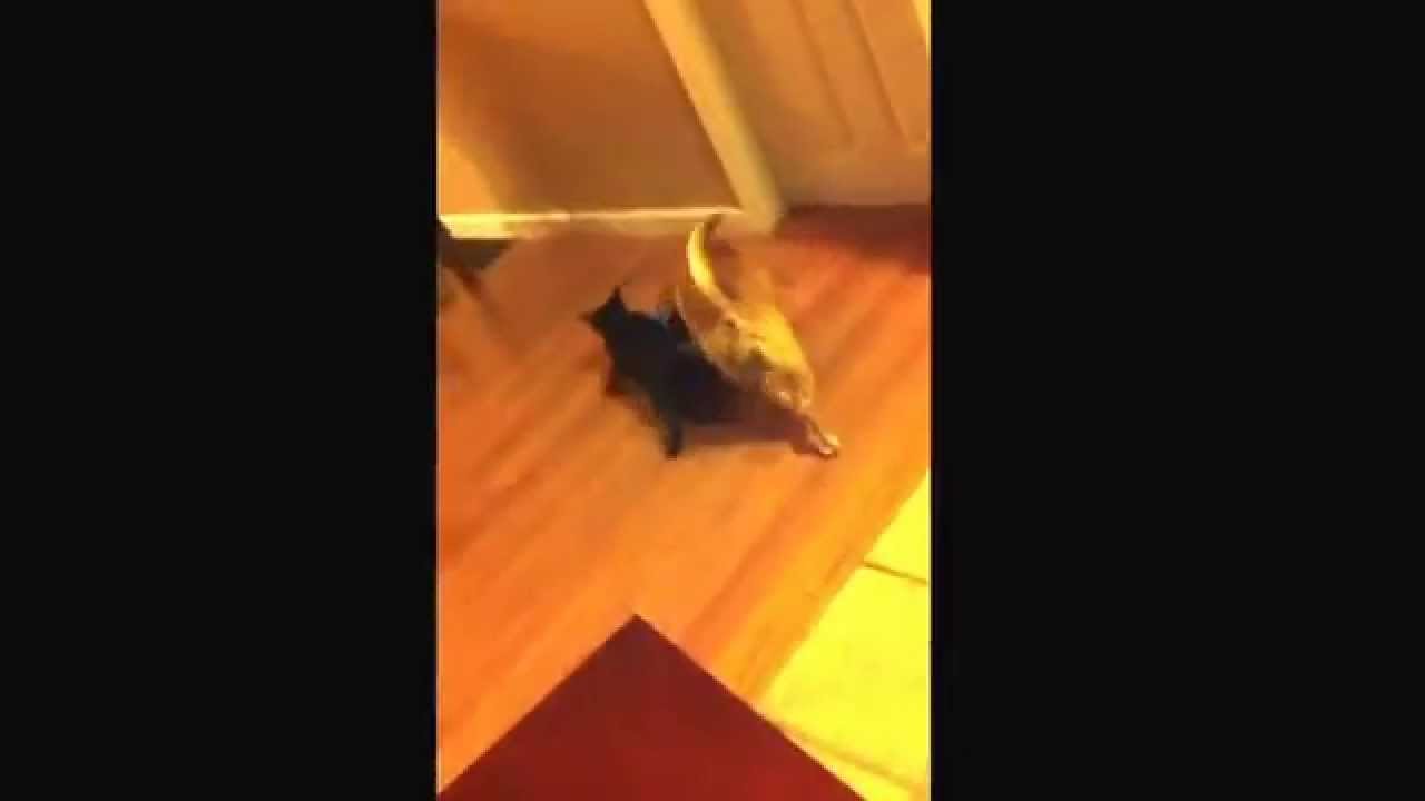 Horny dog humps a cat in heat. Lesbians Lesbos Female dog humping a