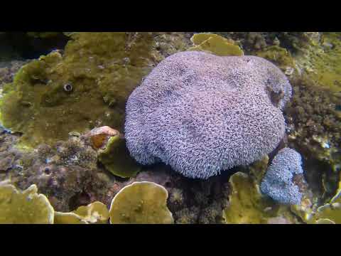 Snorkeling Malapascua at Dakit Dakit dive site 🇵🇭
