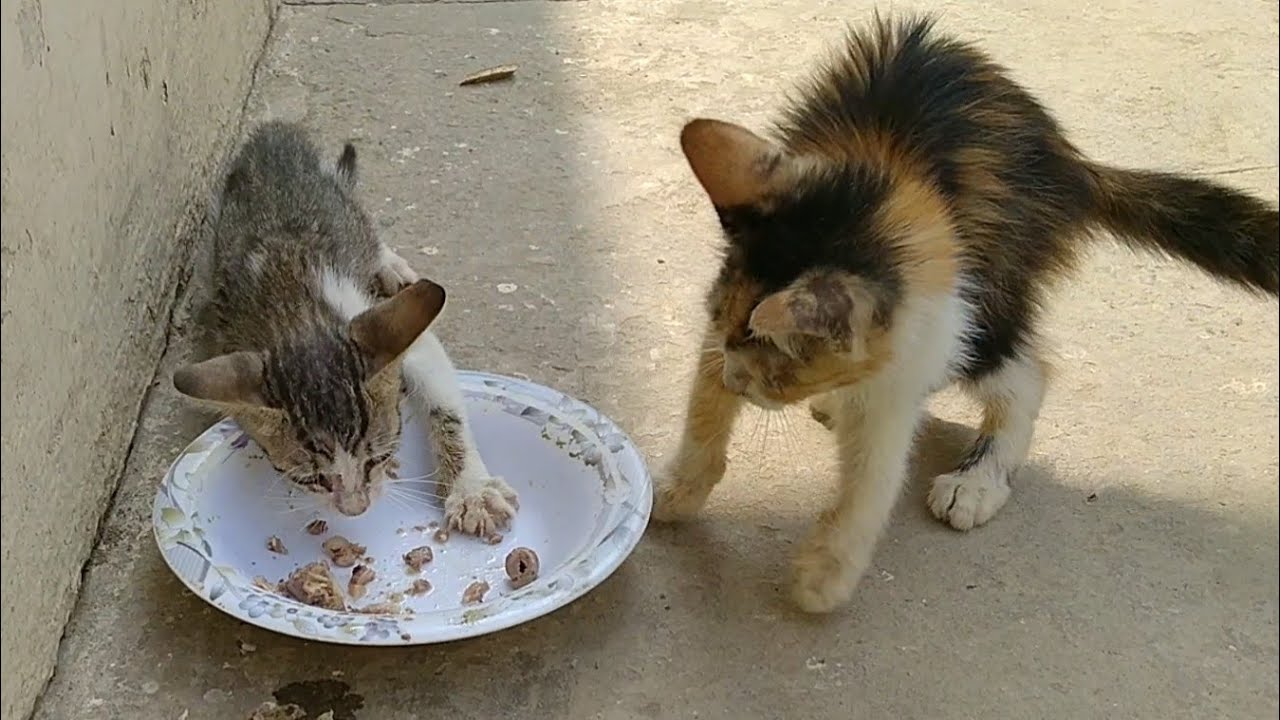 Hungry Feral Kitten Snatching Food Of Innocent Kitten Poor Kitten Got ...