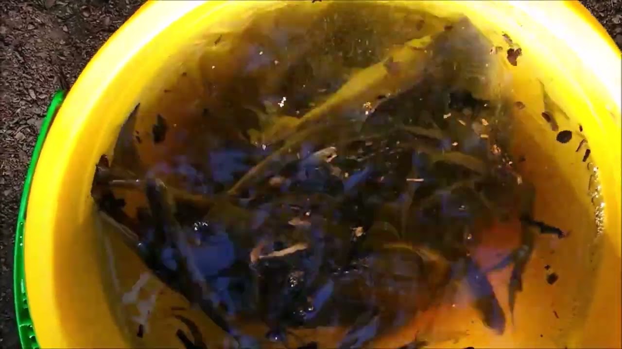 Fischrettung im Burgauenbach