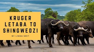 Traveling from Letaba to Shingwedzi; buffalo roadblock | Photo safari Kruger Park, South Africa Ep11