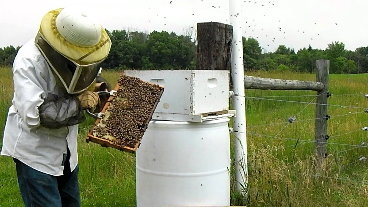 Moving Bees from Swarm Traps and Bait Hives at FarmUS12 YouTube