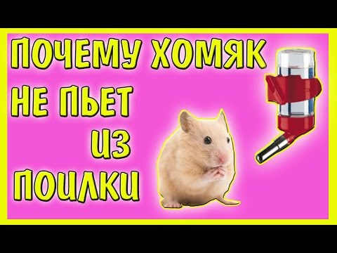 ПОЧЕМУ ХОМЯК НЕ ПЬЕТ ИЗ ПОИЛКИ / КАК ПРИУЧИТЬ ХОМЯКА К ПОИЛКЕ \\ УХОД ЗА ХОМЯЧКОМ