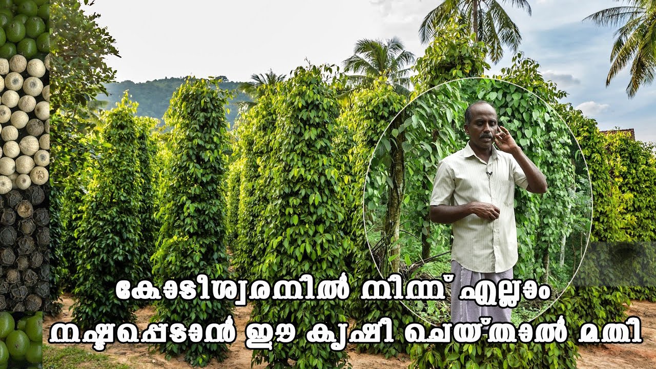 കോടീശ്വരനിൽ നിന്ന് എല്ലാം നഷ്ടമാക്കാൻ ഈ കൃഷി ചെയ്താൽ മതി
