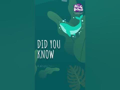 Size Comparison Whales | Biggest whale in the world | Learn Sea Animals