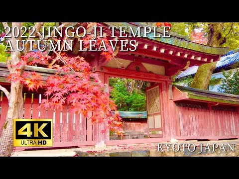 【4K】Kyoto jingo-ji autumn
