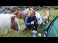 Camping on the Moor | 6 Ponies | 1 Dog | & The CAT!
