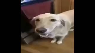 Butter Dog Type Beat but Slower