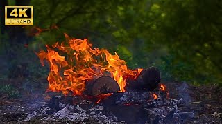 Cozy Forest Campfire 4K ULTRA HD!  Natural Ambiance, Crackling Fire, Bird Sounds