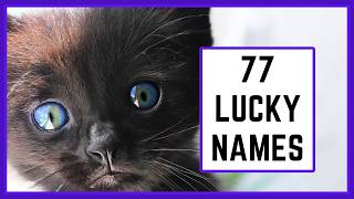 MAGICAL BLACK CAT NAMES You Will Love 😍