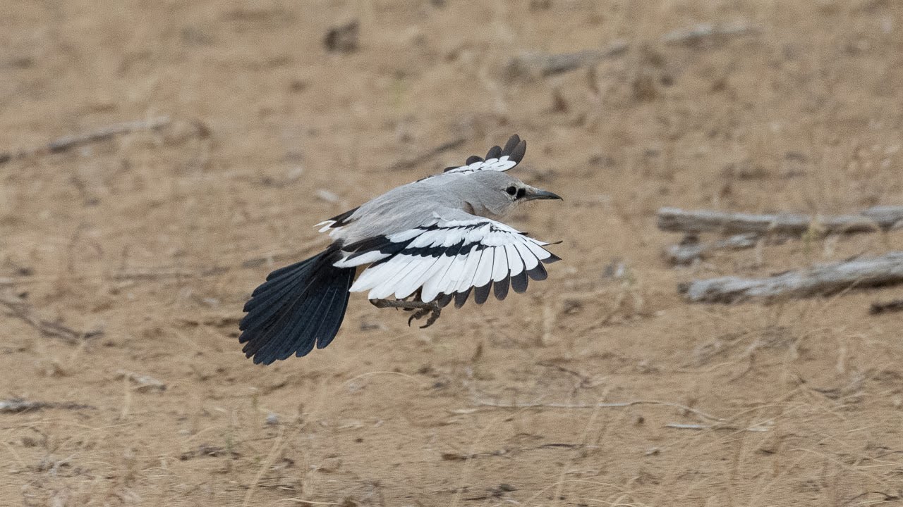 Turkestan Ground Jay (Podoces panderi) Kyzylkum Desert, Uzbekistan 11.5.2023
