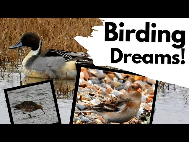 A BIRDWATCHERS DREAM, Coastal birds in winter. class=