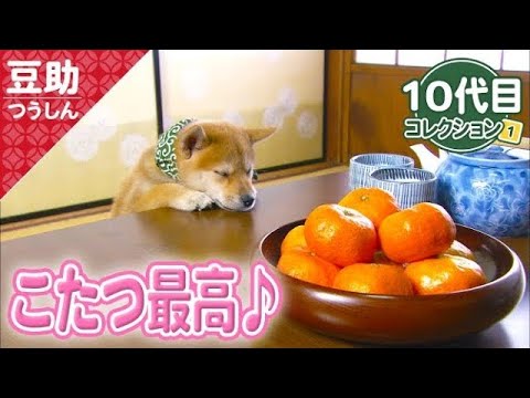 下町ネコチャンに出くわして…？7代目【豆助通信】＜柴犬・豆柴