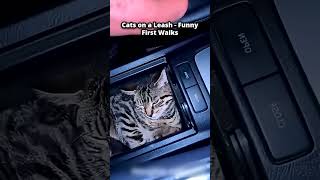 When Cats Malfunction 🤣 Top Moments Cats on a Leash - Funny First