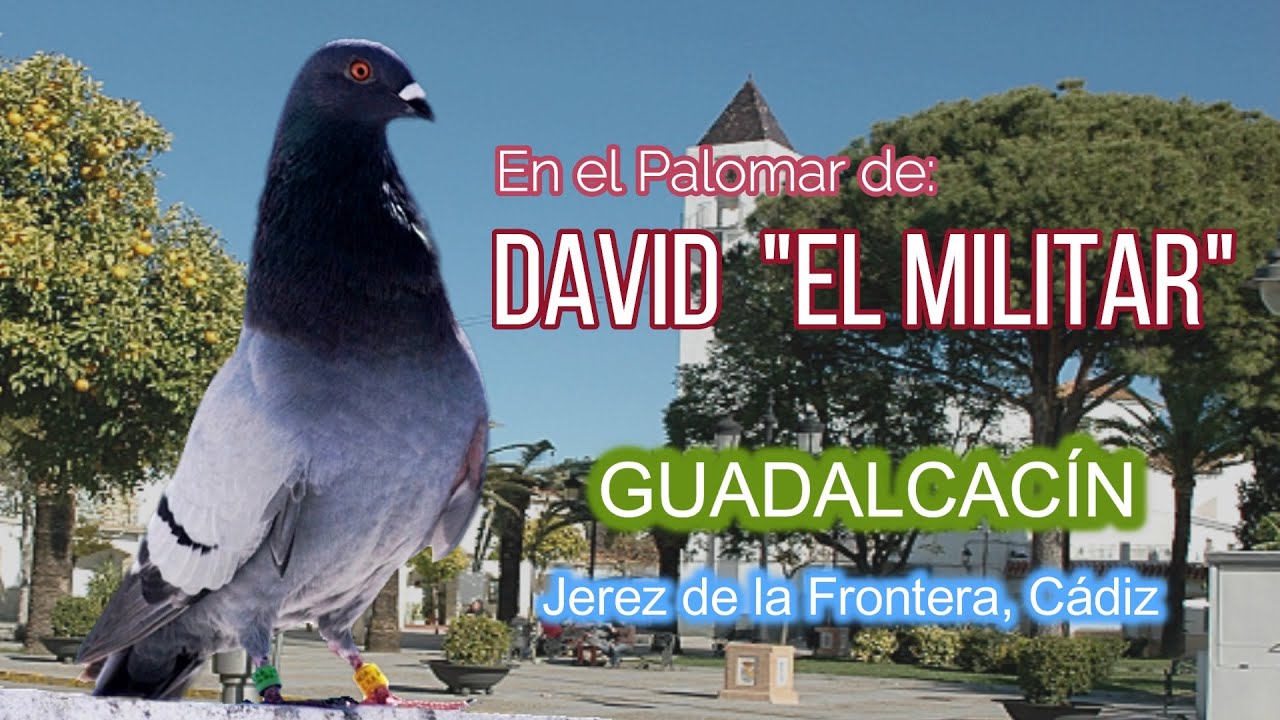 Palomos Ladrones La Melosa Captura Cuervo