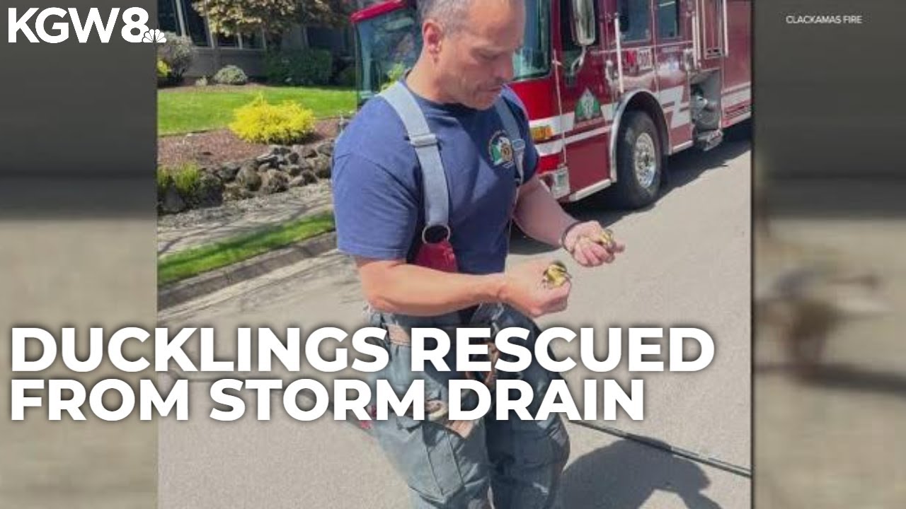 Clackamas Fire rescues ducklings from storm drain - YouTube