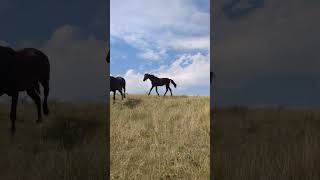 Happy 4th of July from Larry and the horses