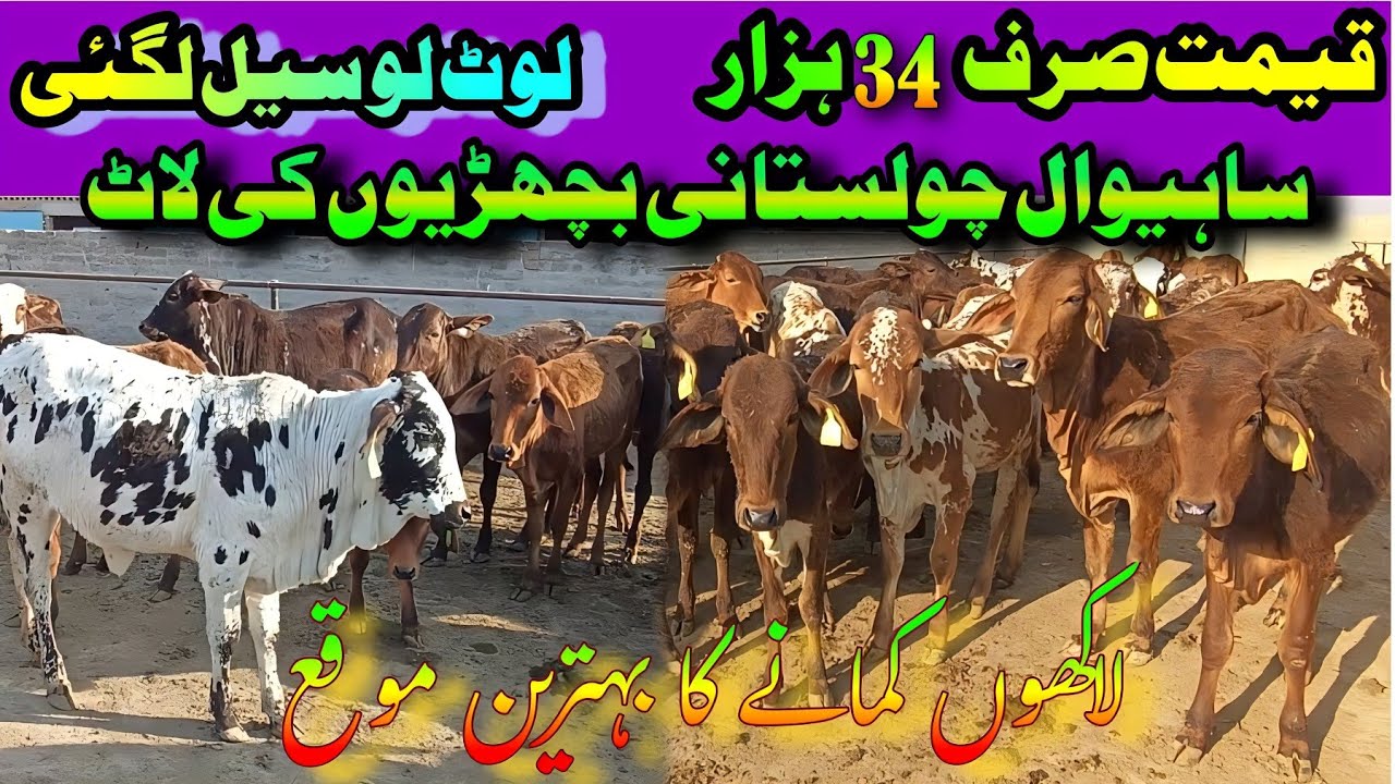 Sahiwal Cholistani Cow Bachrian/How to make money for animal business