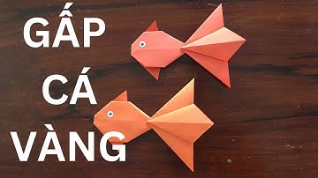 Hướng Dẫn Cách Gấp Con Cá Vàng Bằng Giấy Màu
