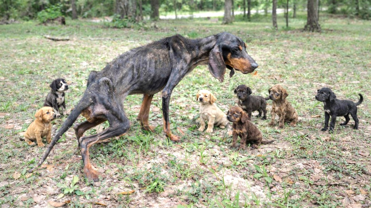 Her Body Shaked And Her Ribs Were Clearly Visible, Mother Dog Begged Food For Her 9 Starved Pups...