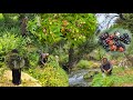 “🌿 Nomadic Woman’s Struggle | Harvesting Myrtle Fruit &amp; Wood by a Raging River 🌊”