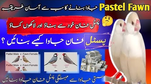 How to produce Pastel Fawn Java Working in Low Cost | سستی جاوا سے مہنگی پسٹل فان جاوا بناؤ