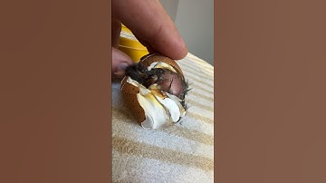 This Chick is Stuck!