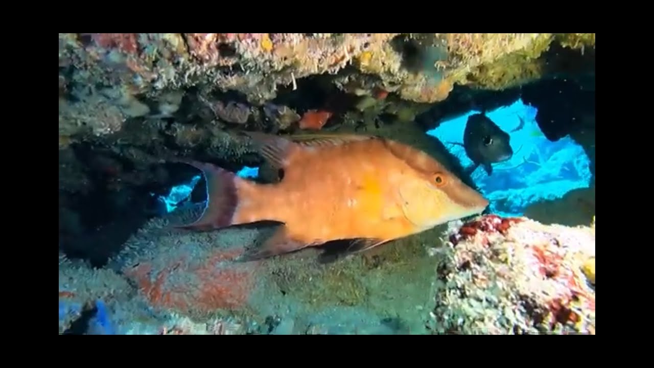 Scuba diving off of Boca Raton April 13, 2024 YouTube