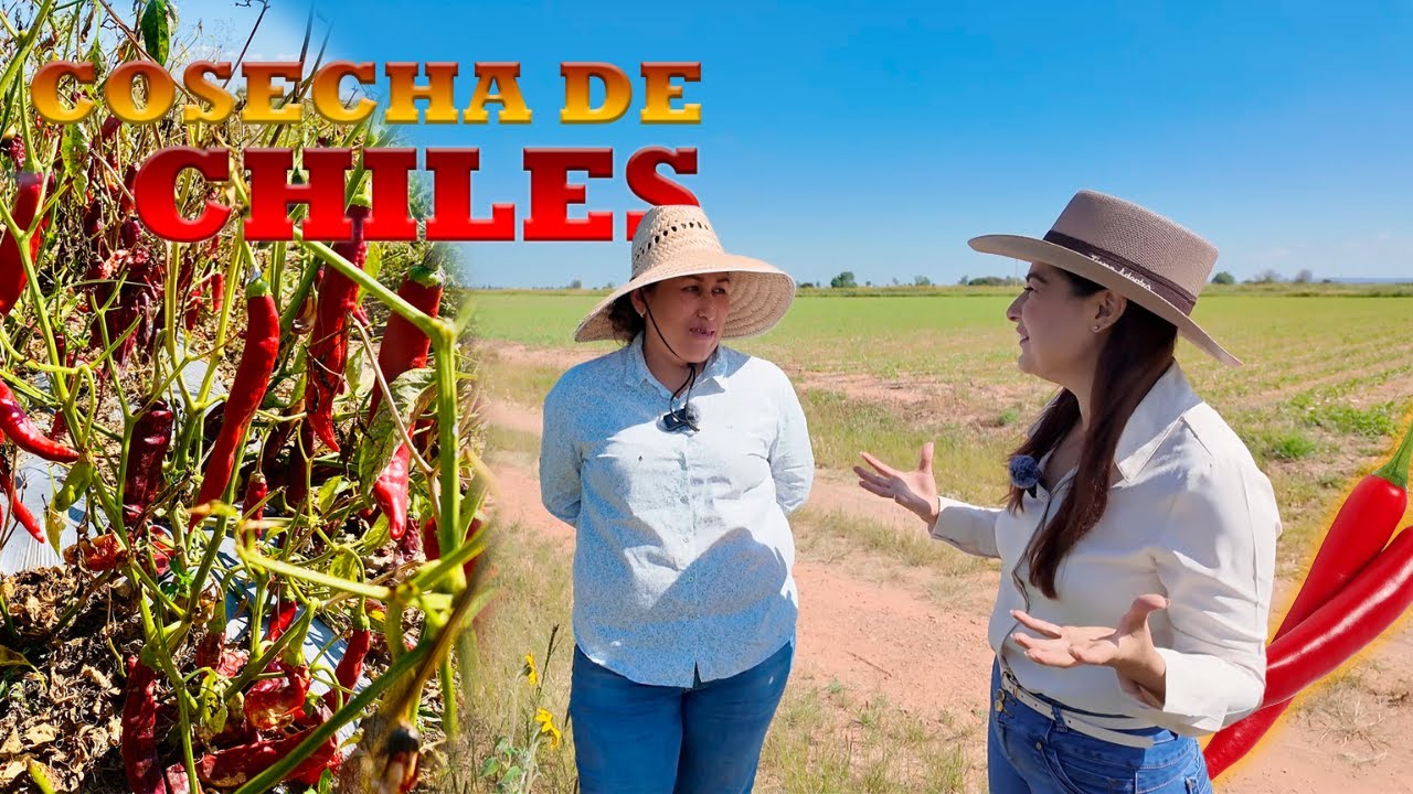 La Tradición FAMILIAR del CHILE, AJO y FRIJOL en El Vergel 🌶️🧄 | Alma Coronel