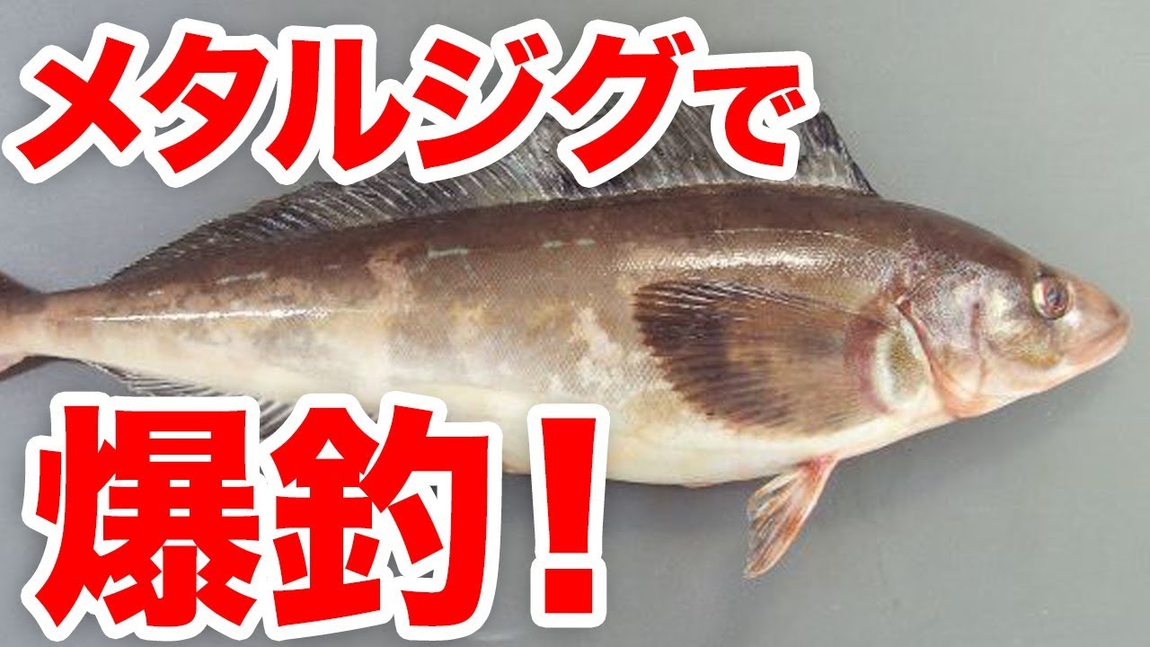 魚図鑑 ホッケ 磯釣りのターゲットに 堤防からルアーで爆釣 Youtube 魚図鑑 ホッケ 磯釣りのターゲットに 堤防からルアーで爆釣 Youtube