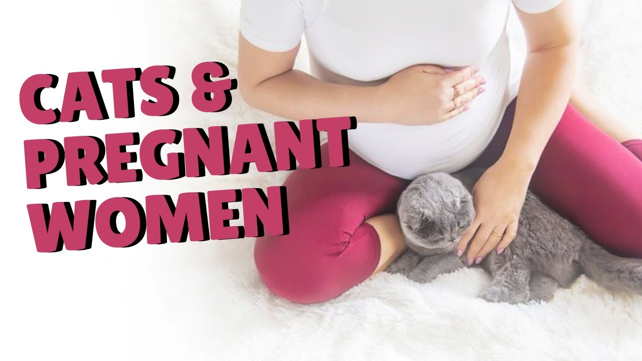 Are Cats Dangerous To Pregnant Women? | Two Crazy Cat Ladies
