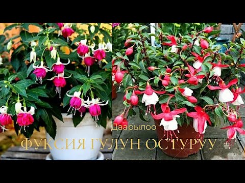 Video: Соолуган Фуксия өсүмдүктөрү: Фуксия өсүмдүктөрүнүн жалбырактары солуп калганда эмне кылуу керек