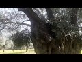 Osmanli İmparatorlugundan kalma devasa zeytin ağaclari