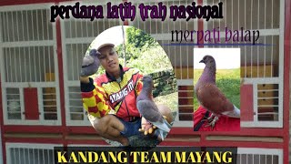 CARA MELATIH MERPATI BALAP TEMBAK KERAS TEAM MAYANG LAMPUNG