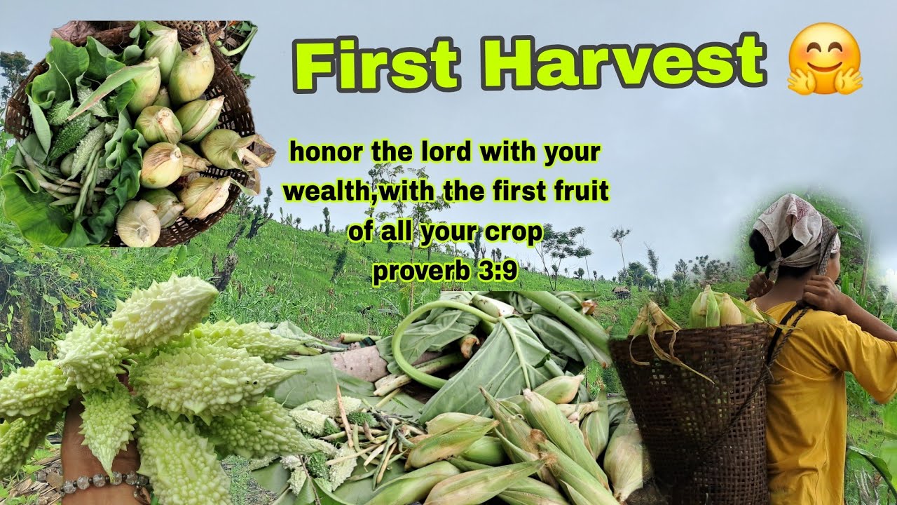 Finally  Hard Work Is Paying Off // Veggies First Harvest 🌽🌽🥒🥒//Naga Jhum field