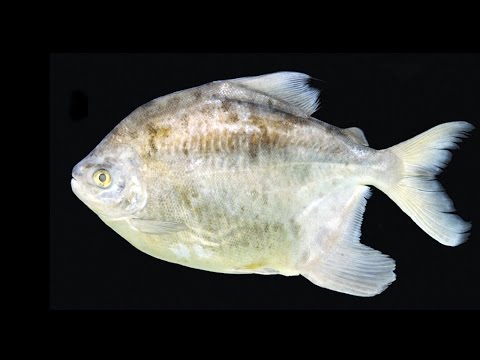 There's A NEW Species Of Piranha!