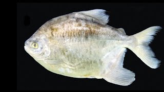 Theres A NEW Species Of Piranha!