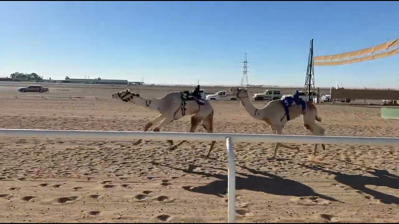الشوط الثاني | قعدان جذاع رئيسي | ادهم | سليمان بن محمد العمراني | 8:02:99