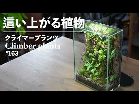 テラリウムに最適な植物8選と育て方のコツ