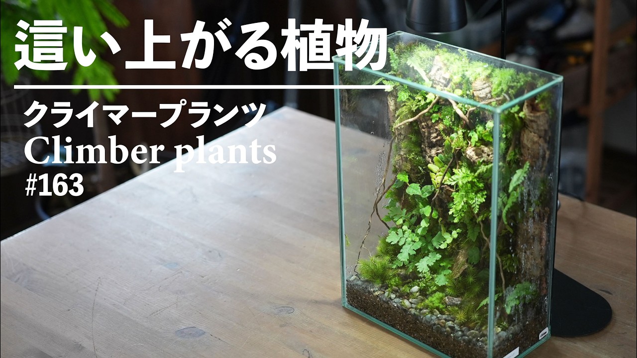 植物が這い上がる！クライマープランツを使った苔壁テラリウムの作り方#163