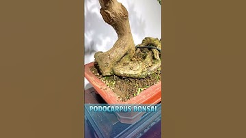 Nghệ nhân uốn cây Tùng La Hán mini #shortvideo #bonsaiart